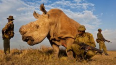 Brent Stirton Reportaż Getty Images