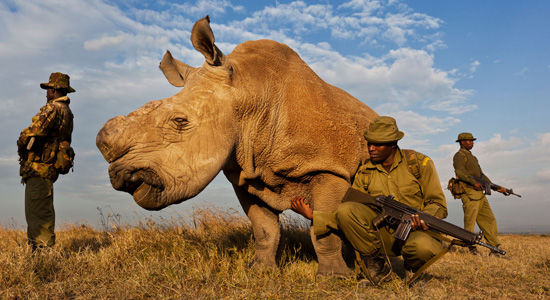 Brent Stirton Reportaż Getty Images